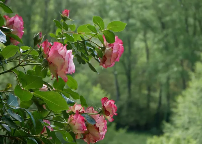 Les Jardins De Lumiere